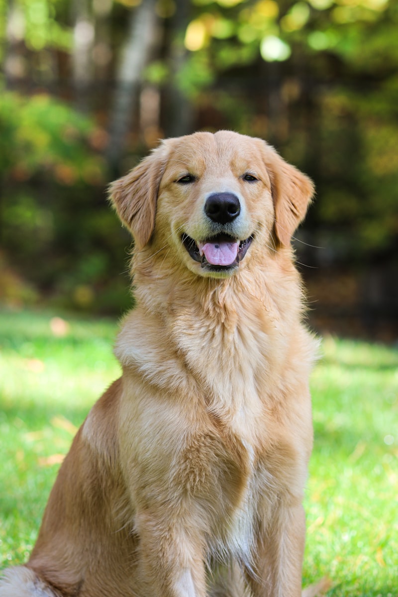 Golden Retriever sitzt entspannt auf einer Wiese im Garten