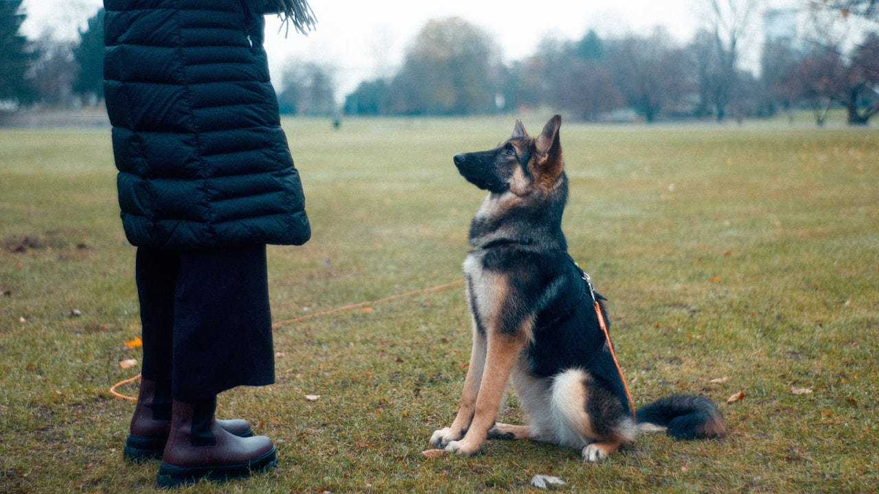 Hundetraining Grundkommandos
