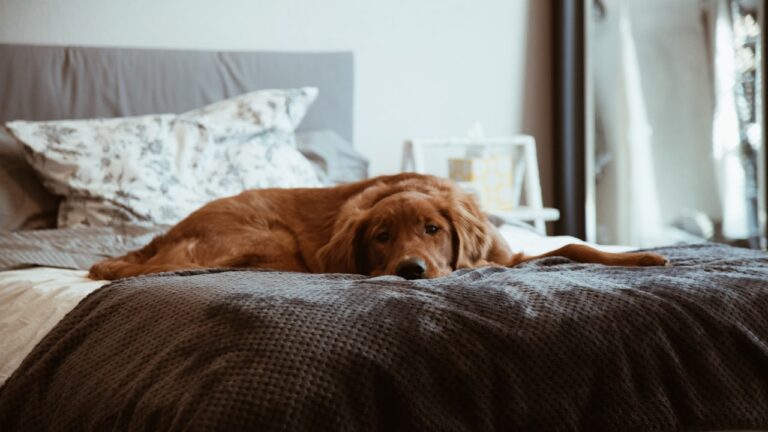 Hund bleibt entspannt allein