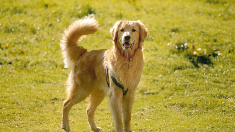 Freundlicher Hund fuer Anfaenger