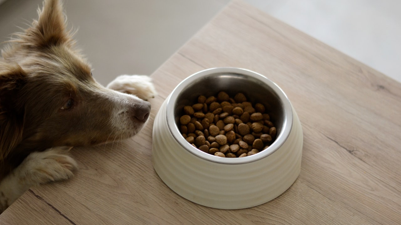 Hundefutter im Napf