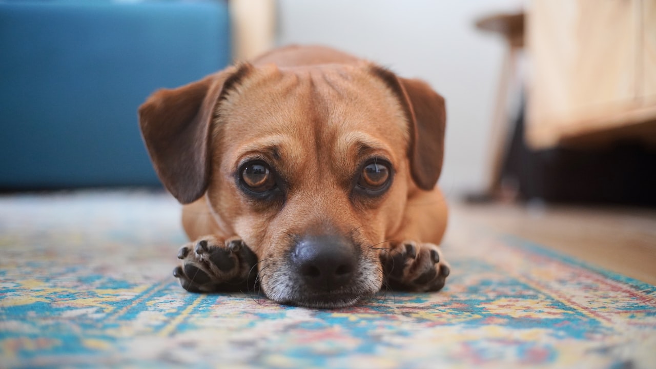 Neuer Hund im Zuhause