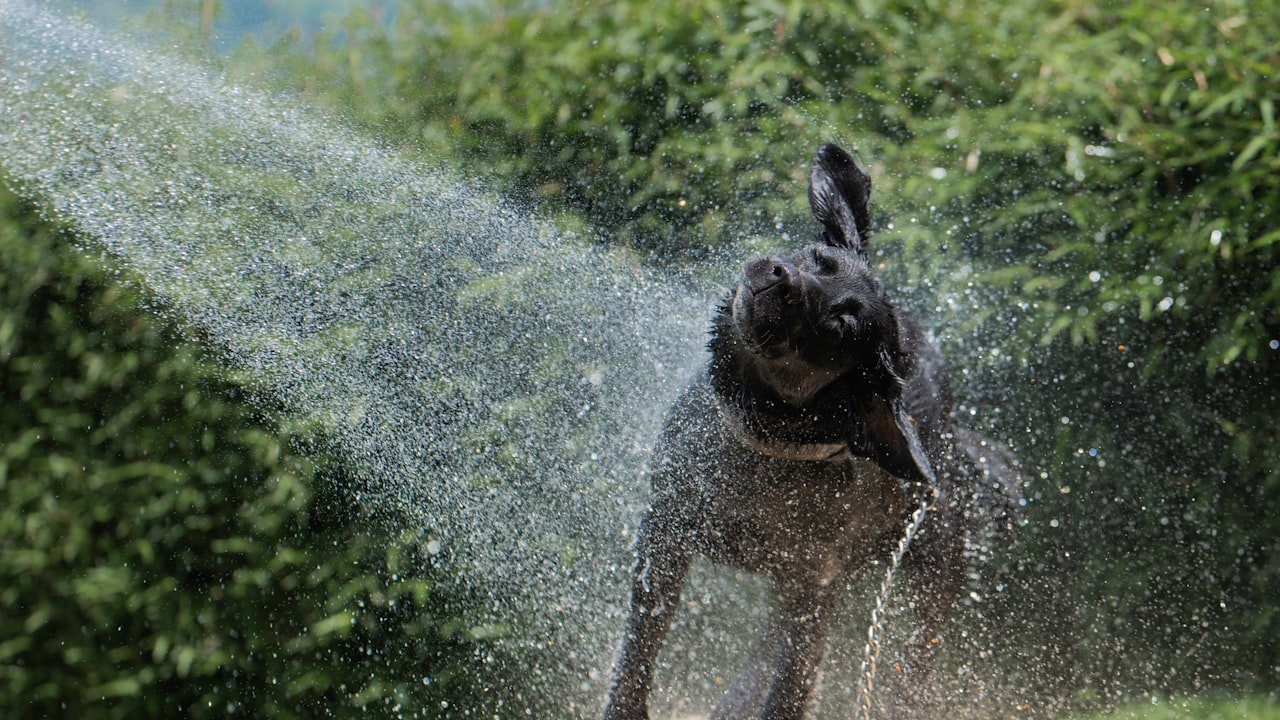 Hund spielt bei Hitze mit Wasser zur Abkühlung