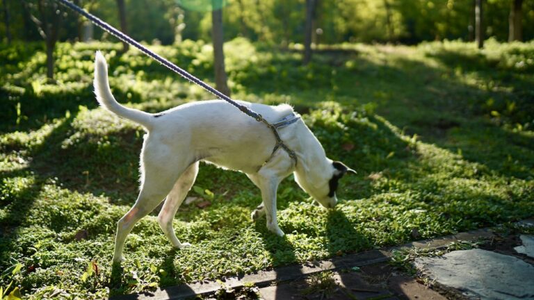 Hund an der Leine beim Spaziergang