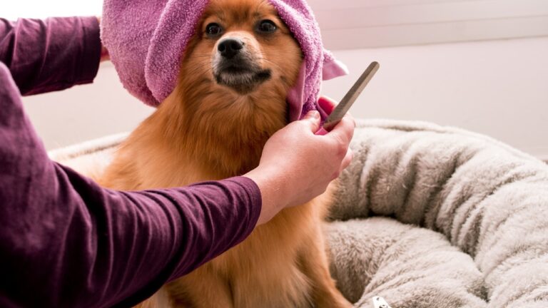Hund wird gebuerstet