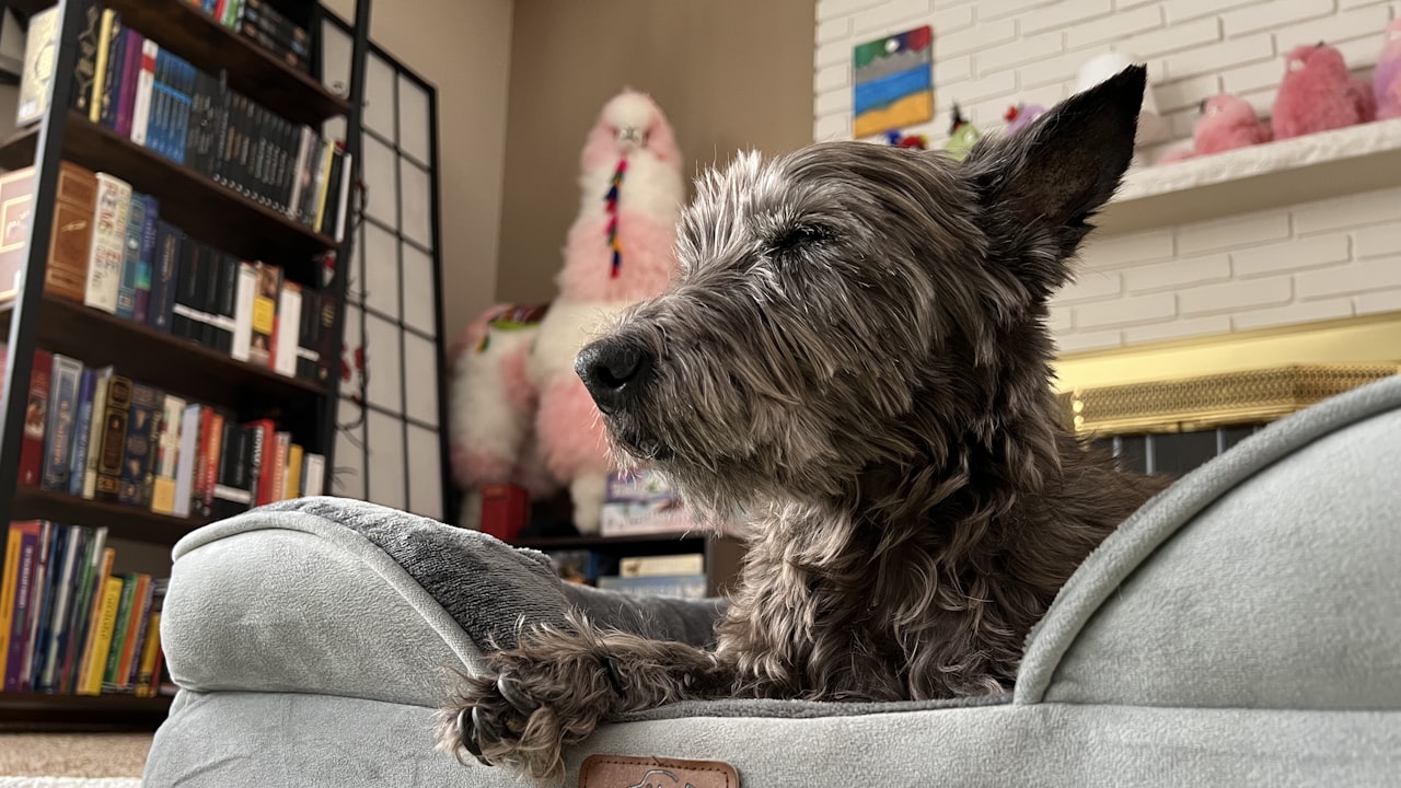 Hund entspannt in der Wohnung