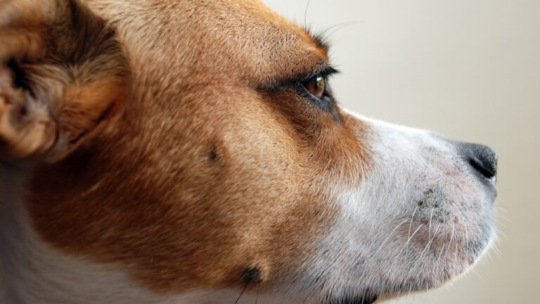 Mischlingshund Portrait