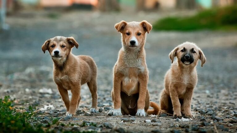 Welpen aus dem Tierschutz