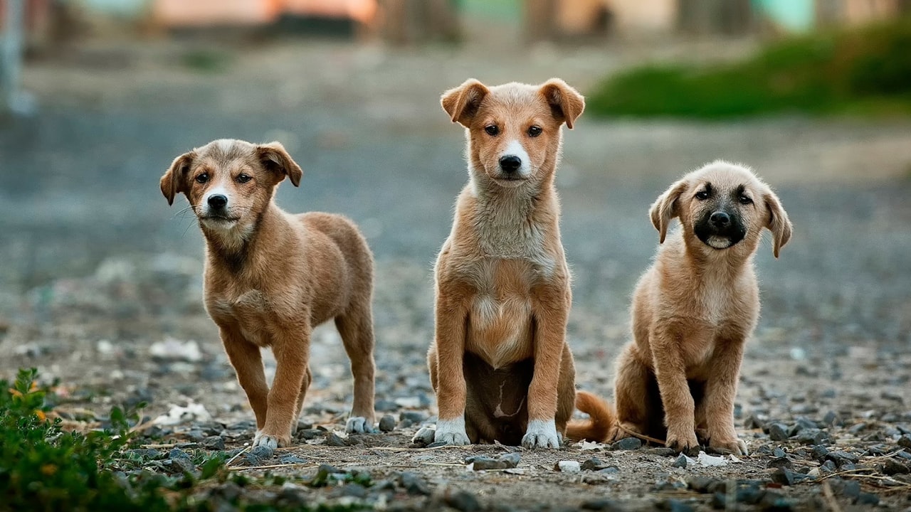 Immer weniger Welpen bei Züchtern gemeldet: warum ein Tierheimhund wie ich oft die klügere Wahl ist
